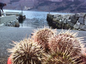 The sea urchin we sampled in the fjord