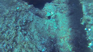 corallinasp,echinoide