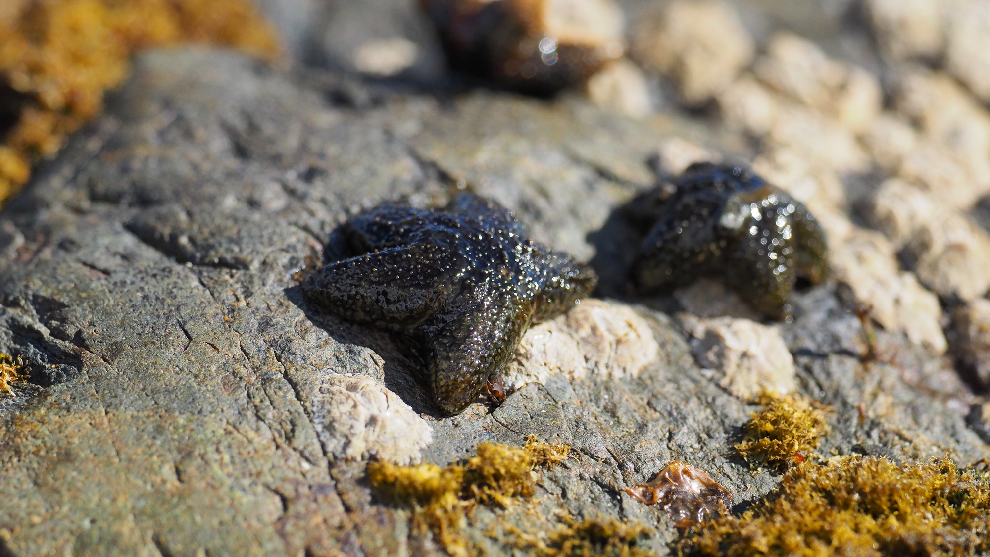 Exploring the Biodiversity of Falkland Islands Intertidal Zones ...